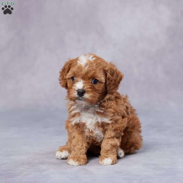 June, Cavapoo Puppy